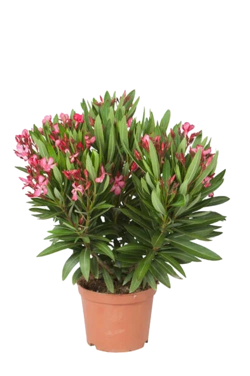 Nerium Oleander 14cm Potte