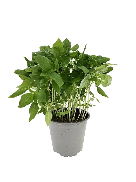 Thai Basilikum 650g Ravnsborg