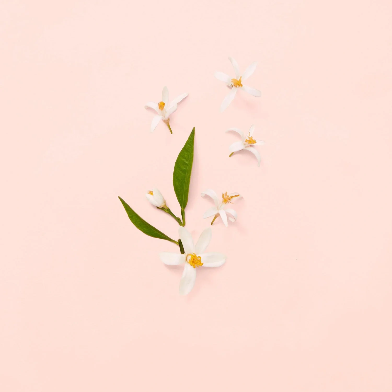 Gucci Bloom
