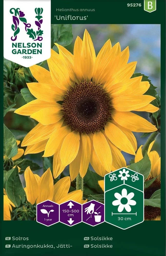 Solsikke Uniflorus