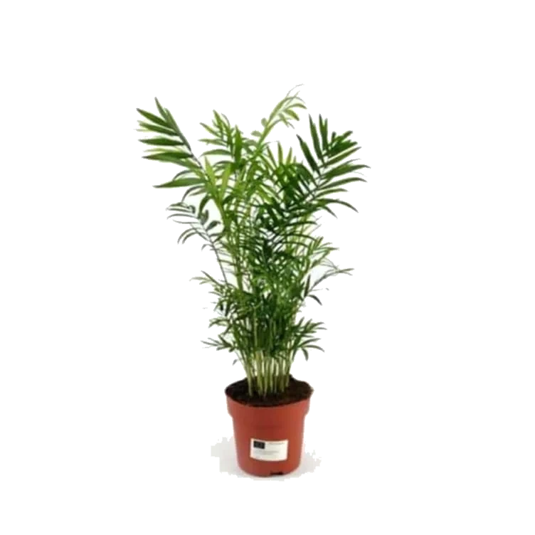 Chamaedorea 17 Cm