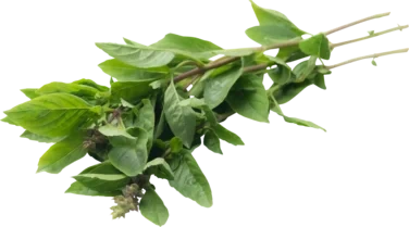 Basil (horapa) 80g So Fresh