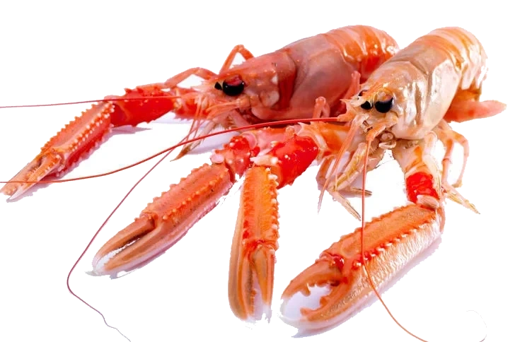 Sjøkreps Nykokt pr Kg