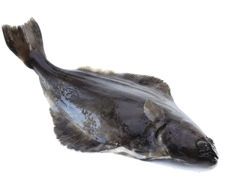 Kveite Villfanget hel pr Kg