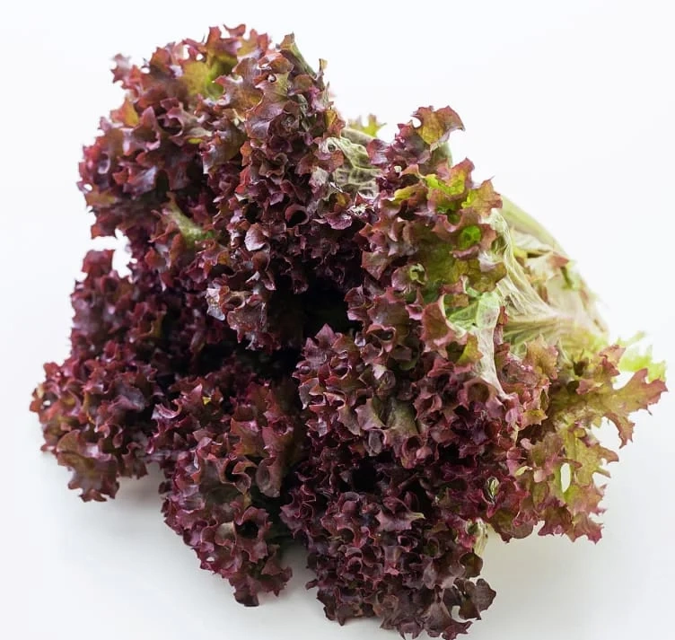 Lollo Salat Rød