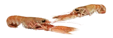 Seacon Sjøkreps 17/20 1kg