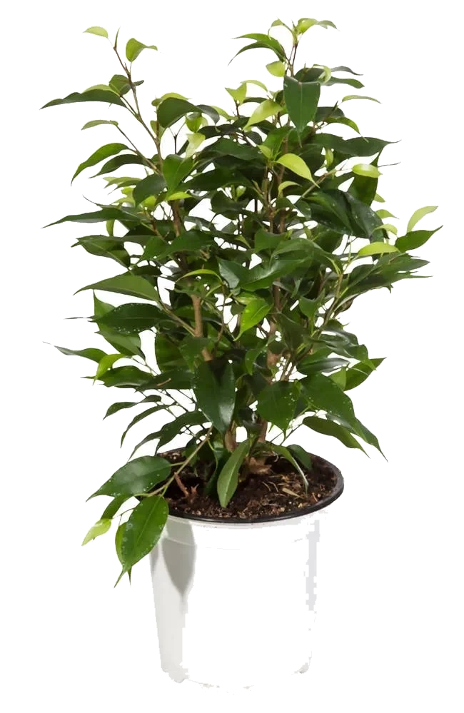 Ficus Natasja