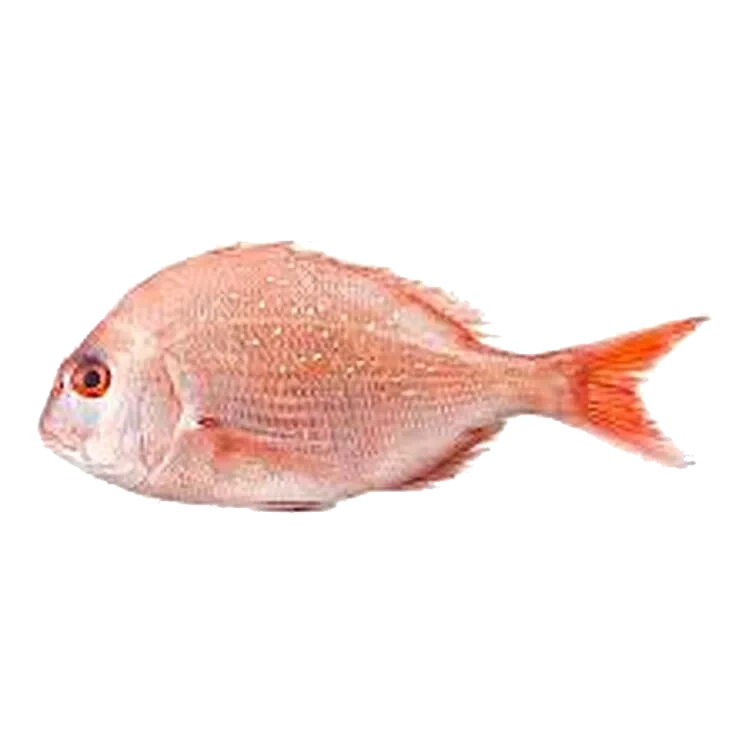 Dorade Rose Oppdrett pr Kg