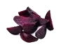 Rödbeta Robust