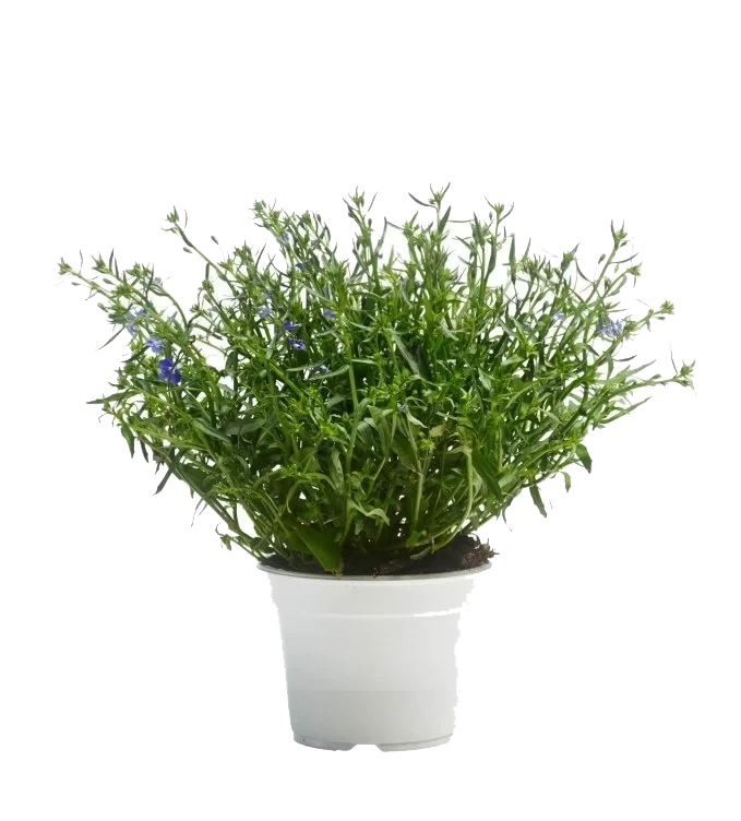 Lobelia 12cm
