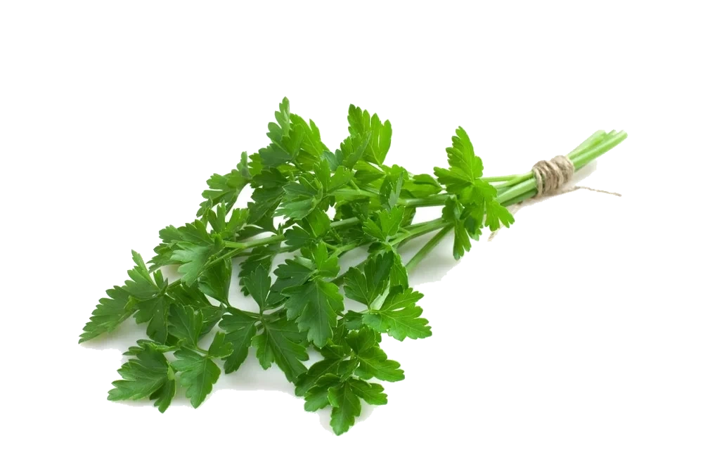 Fersk Bladpersille i Pose, Etiopia/ Italia, 20 g