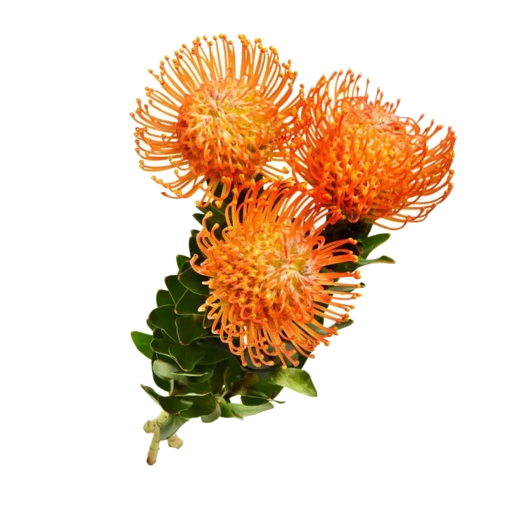 Protea 3pk