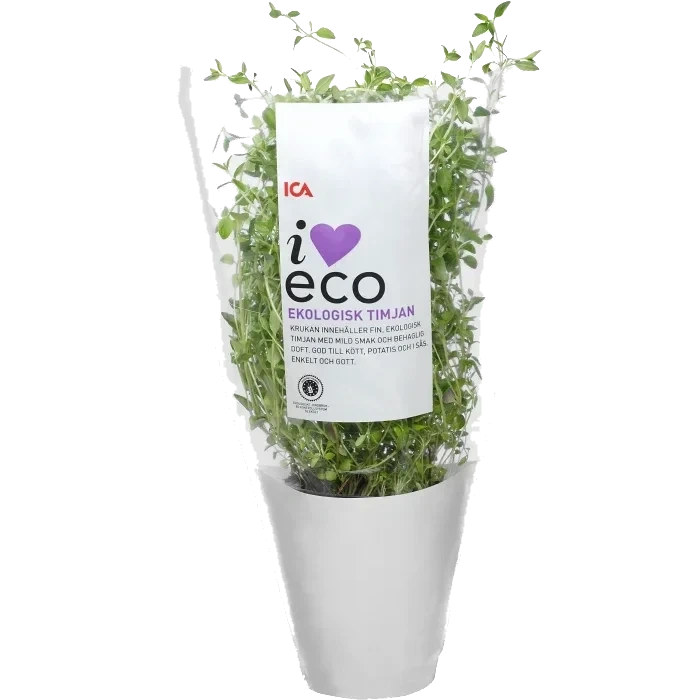 Timjan i kruka Ekologisk 1-p Klass 1 ICA I love eco