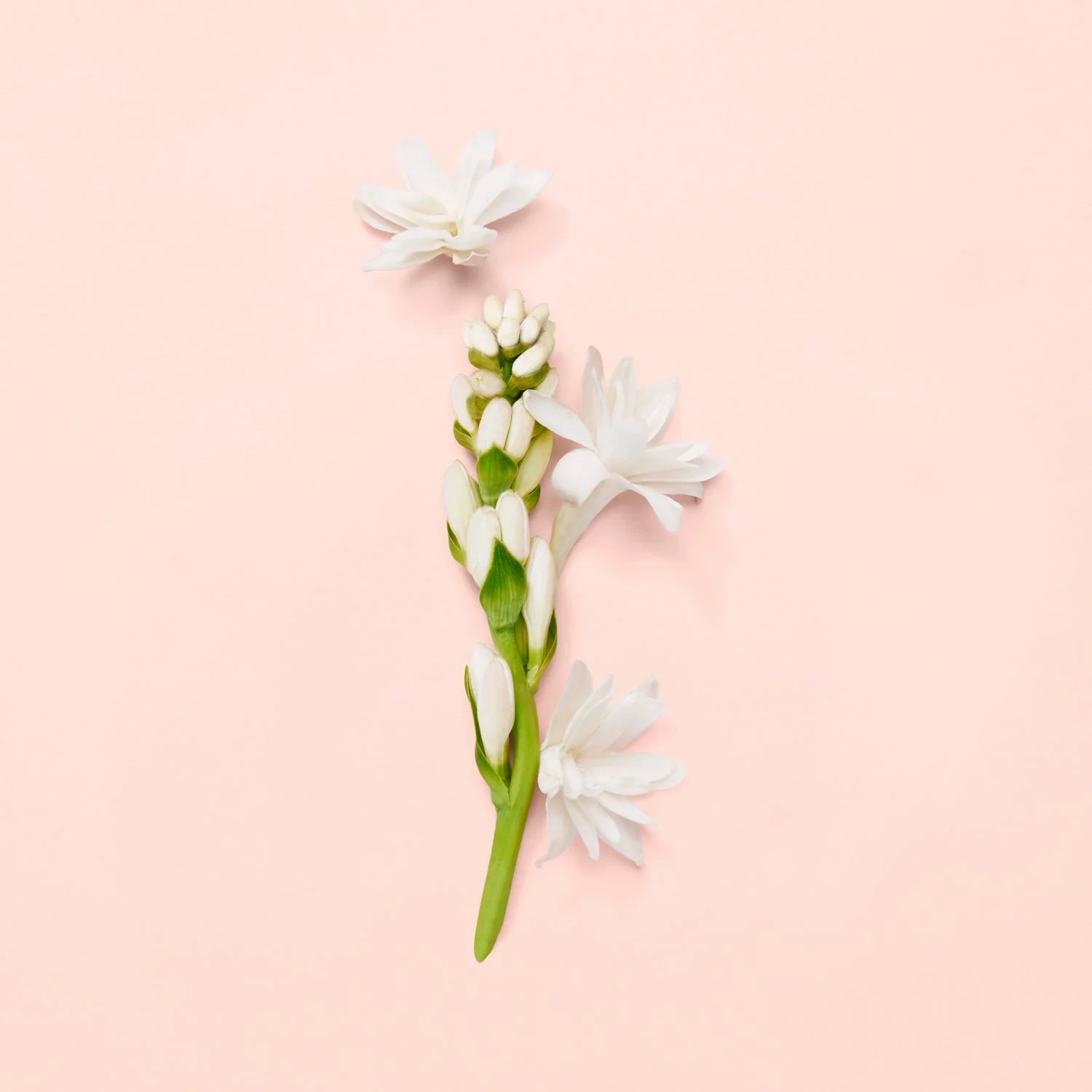 Gucci Bloom
