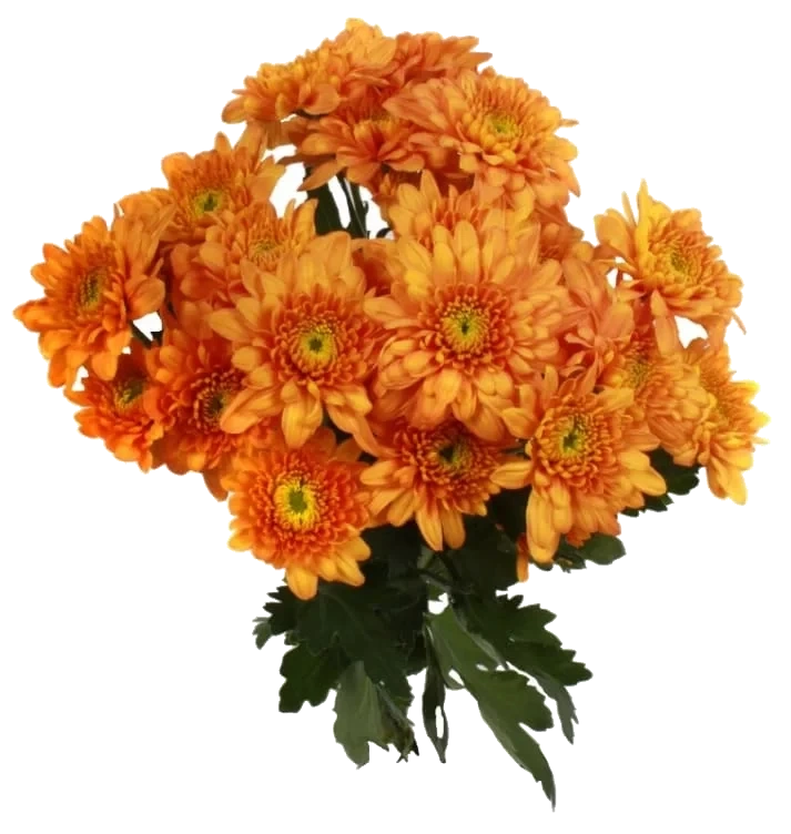 Chrysanthemum Bukett