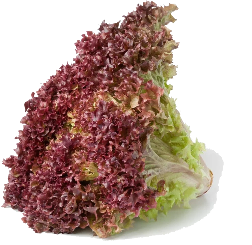 Lollosalat Rød
