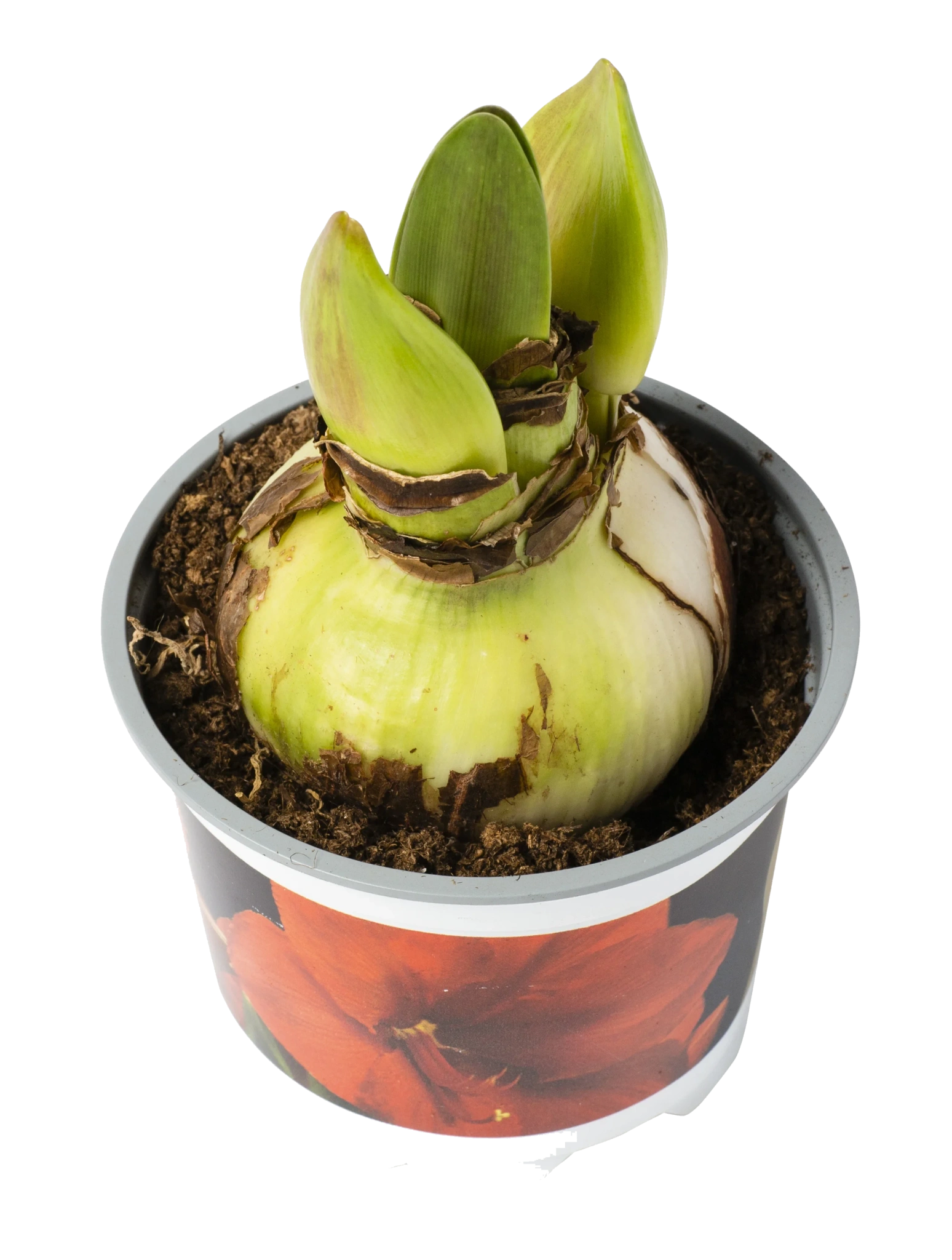 Amaryllis 12cm