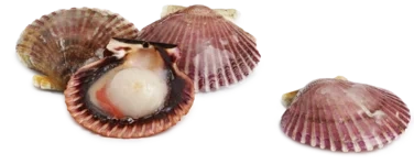 Ocean Pride Kamskjell m/Rogn i Skjell 750g