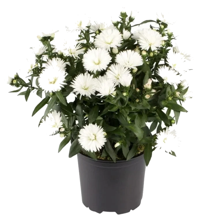 Asters Novi-Belgii i Potte
