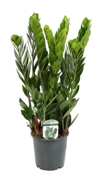 Smaragdpalme 12cm