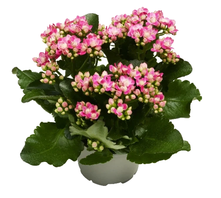 Ildtopp Ute 17cm