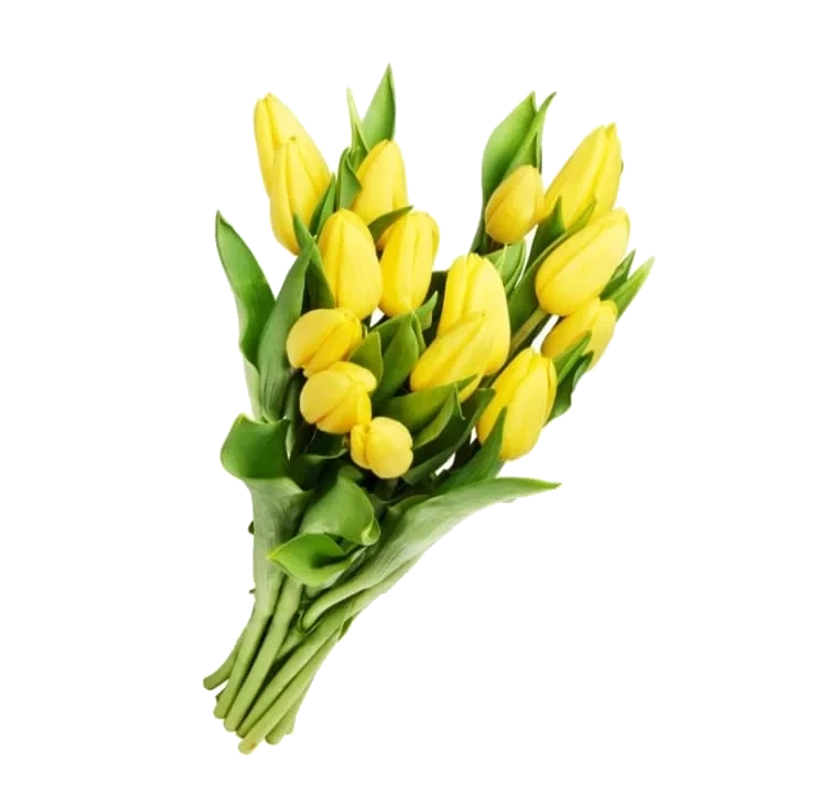 Tulipaner 15stk
