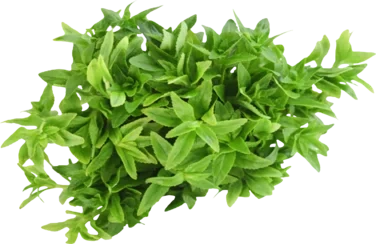 Rice Paddy Herb 80g So Fresh