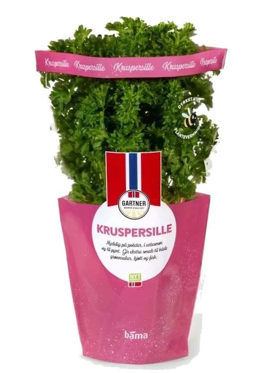 Kruspersille 6,5cm Potte Gartner