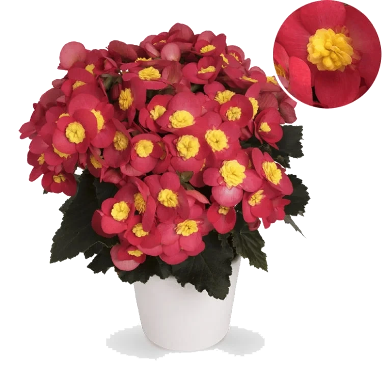 Begonia 12cm Stuebegonia