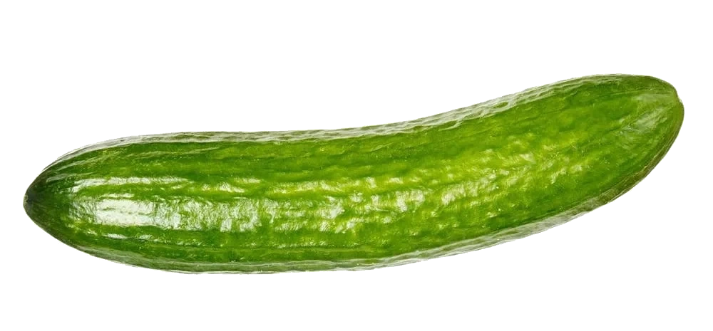 Økologisk Agurk