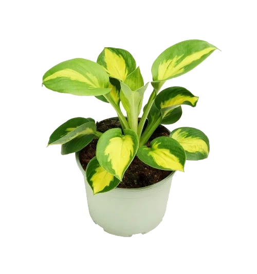 Hosta 17cm