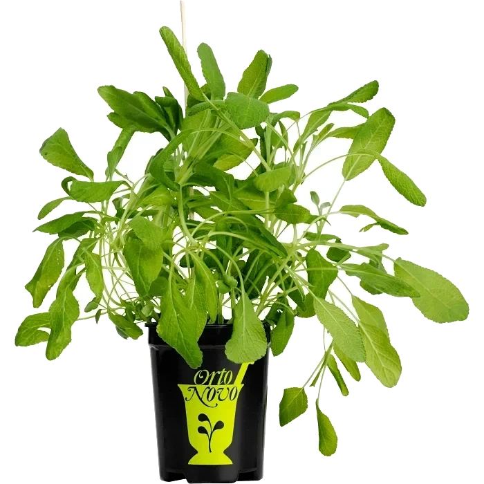 Salvia i kruka 1-p KRAV Orto Novo