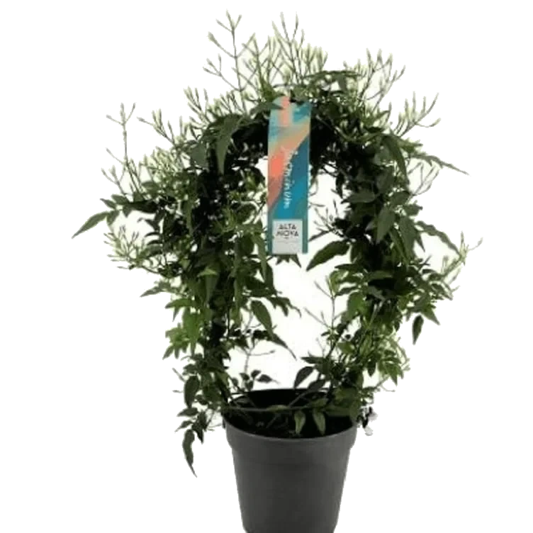 Duftsjasmin Bøyle 12cm