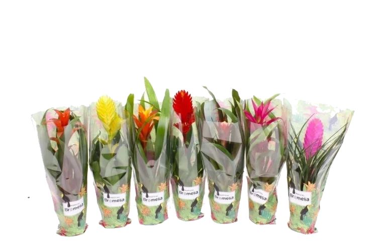 Bromelia Guzmania Mix 9cm