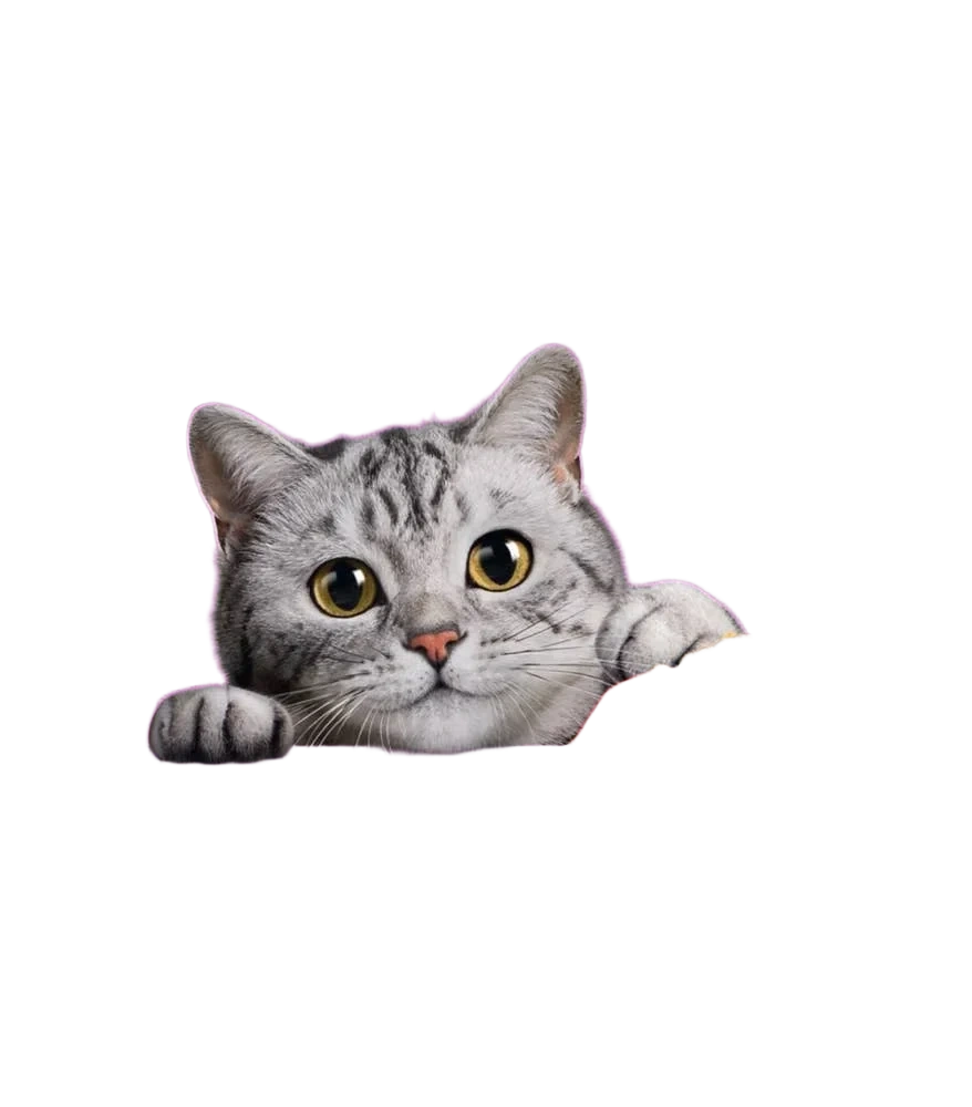 Kattmat Oxe Vuxen