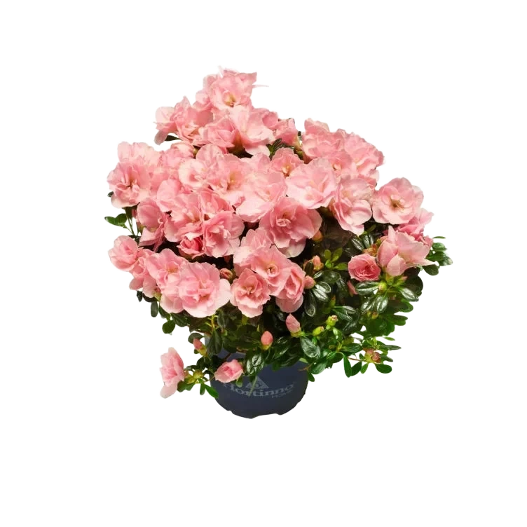 Azalea Rosa 12cm