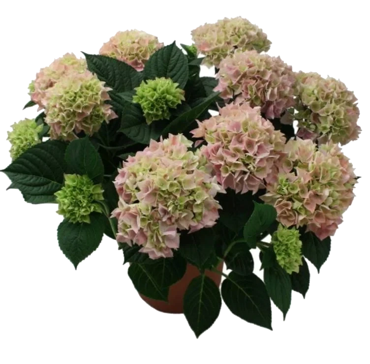 Hagehortensia 19cm